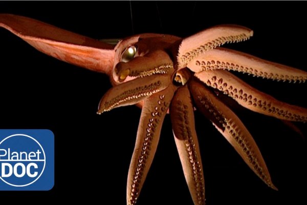 Kraken 22 аt